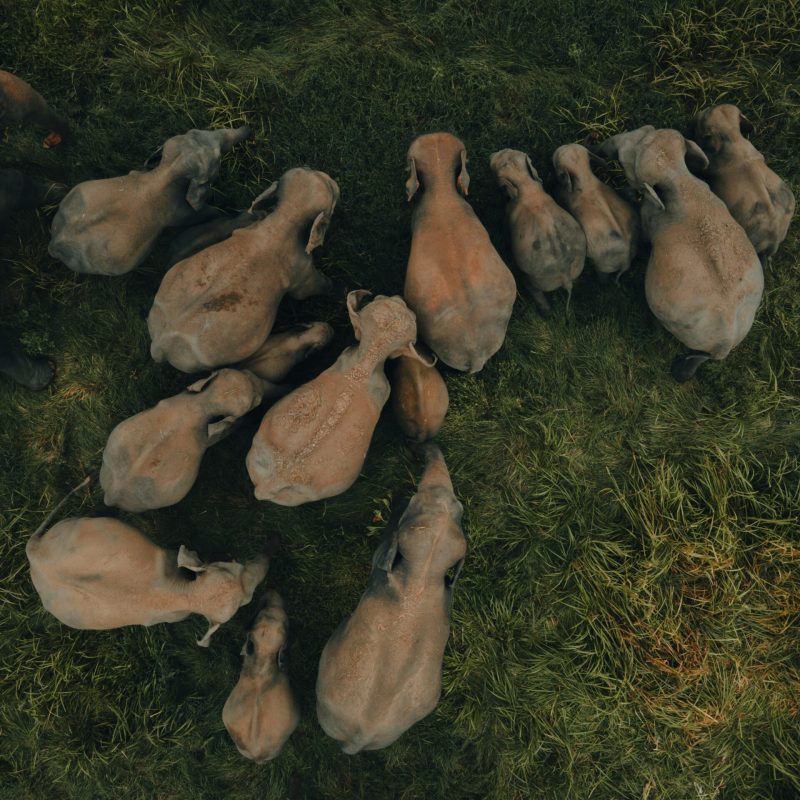 pexels-aj-ahamad-767001191-19159236 (1)