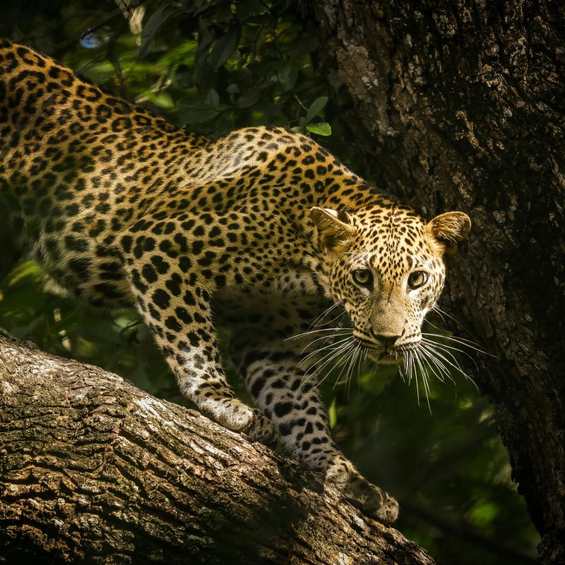 pexels-rajee-kumar-1029496084-33130315 (1)