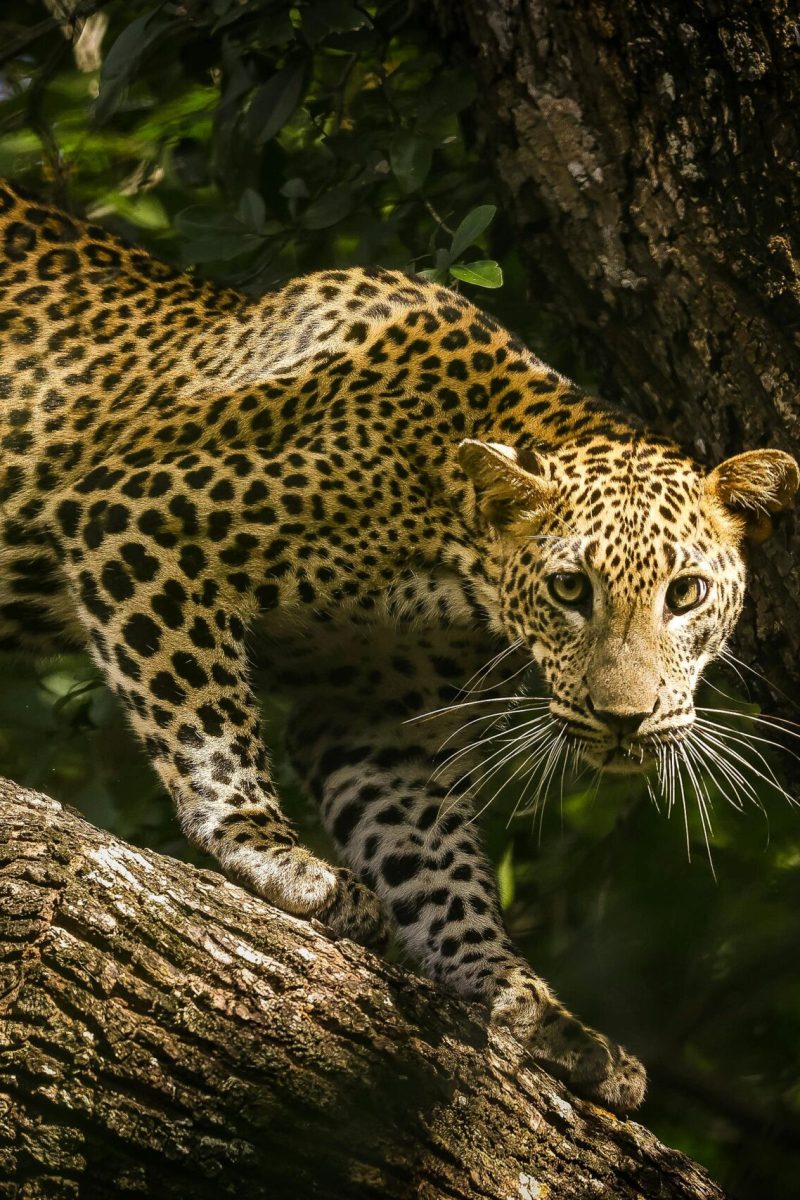 pexels-rajee-kumar-1029496084-33130315 (1)